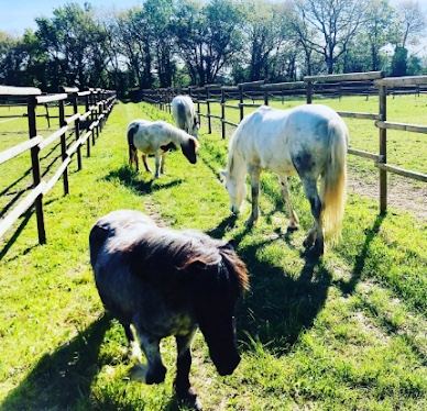 Poneys au paddock